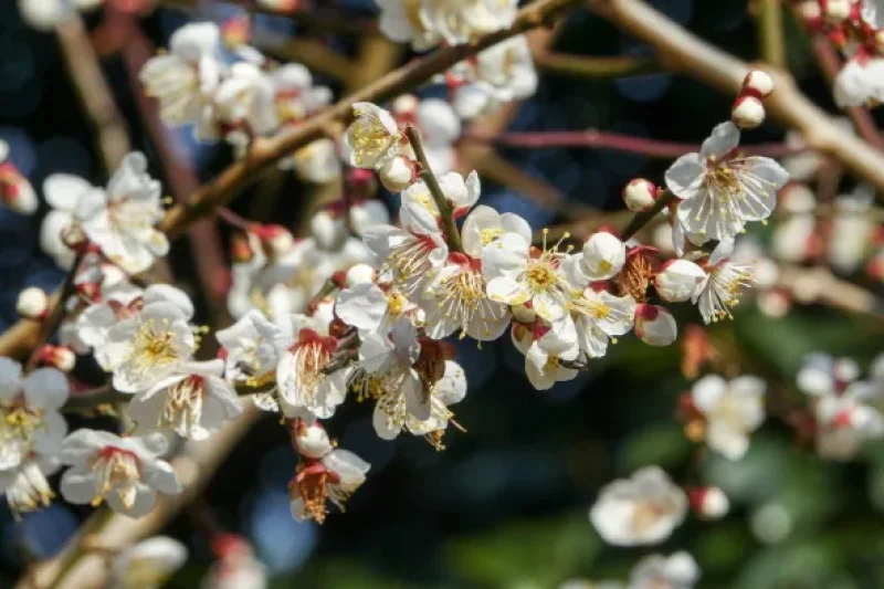 Jeju Hueree Apricot Flower Festival  (22/22)
