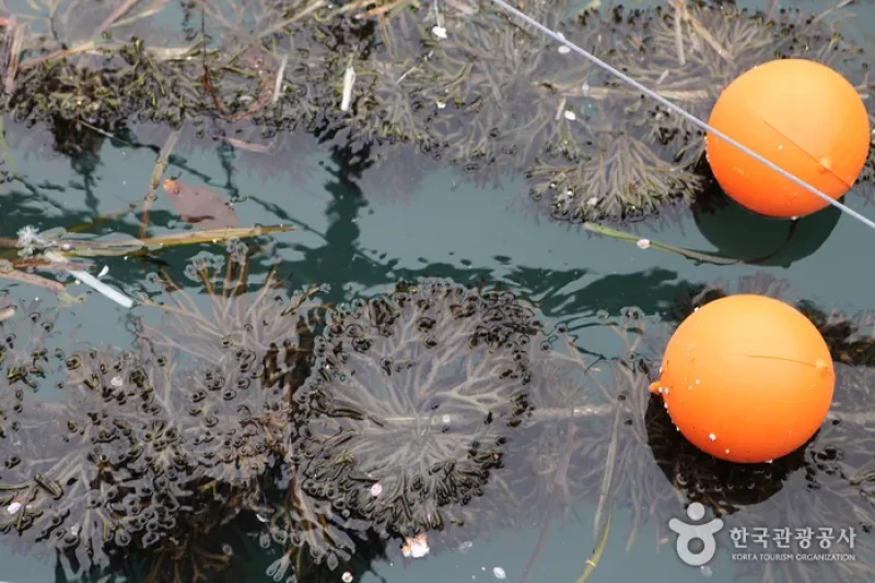 Wando Seaweeds Expo  (17/20)
