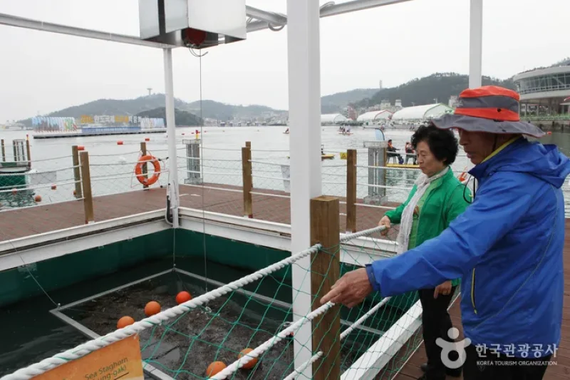 Wando Seaweeds Expo  (18/20)