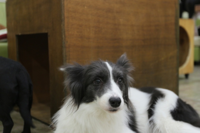 Sunnyne Pet Café  (2/5)