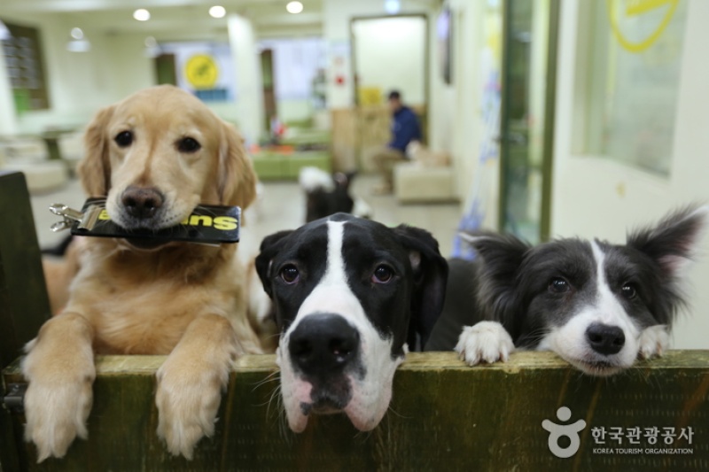 Sunnyne Pet Café  (5/5)