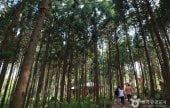 Cypress Forest Woodland 
