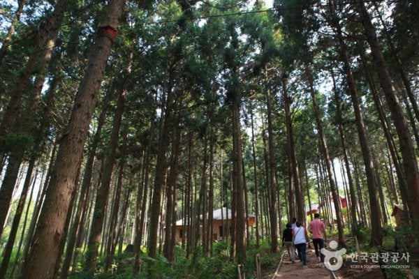 Cypress Forest Woodland