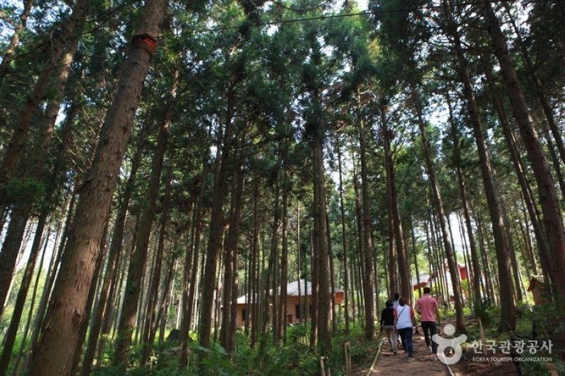 Cypress Forest Woodland  (1/5)