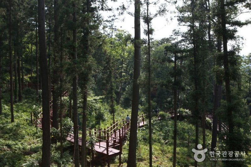 Cypress Forest Woodland  (2/5)