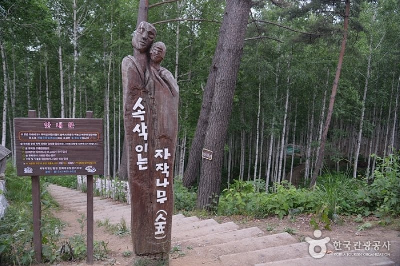 Wondae-ri Birch Forest  (1/27)