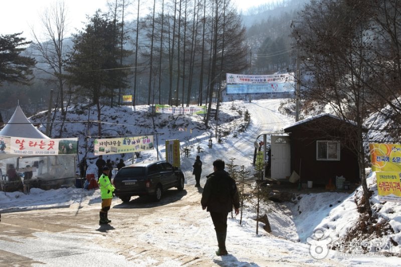 Wondae-ri Birch Forest  (2/27)