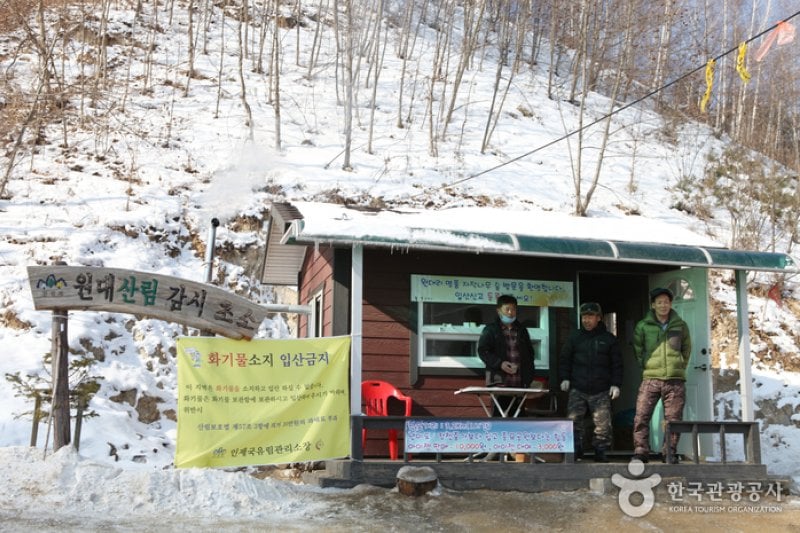 Wondae-ri Birch Forest  (3/27)