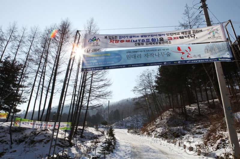Wondae-ri Birch Forest  (4/27)