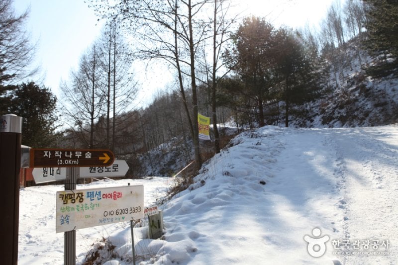 Wondae-ri Birch Forest  (6/27)