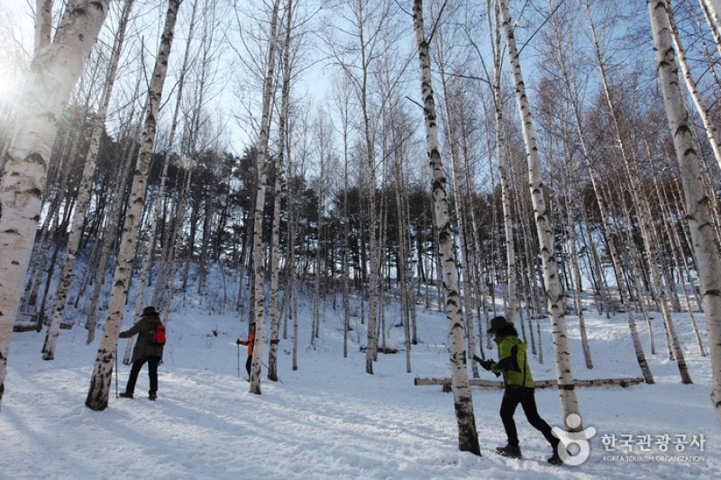Wondae-ri Birch Forest  (7/27)