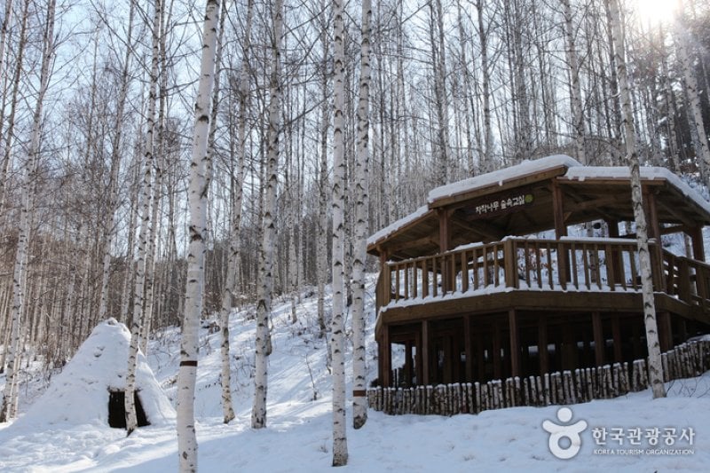 Wondae-ri Birch Forest  (8/27)