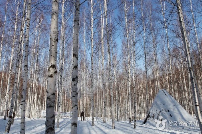 Wondae-ri Birch Forest  (9/27)