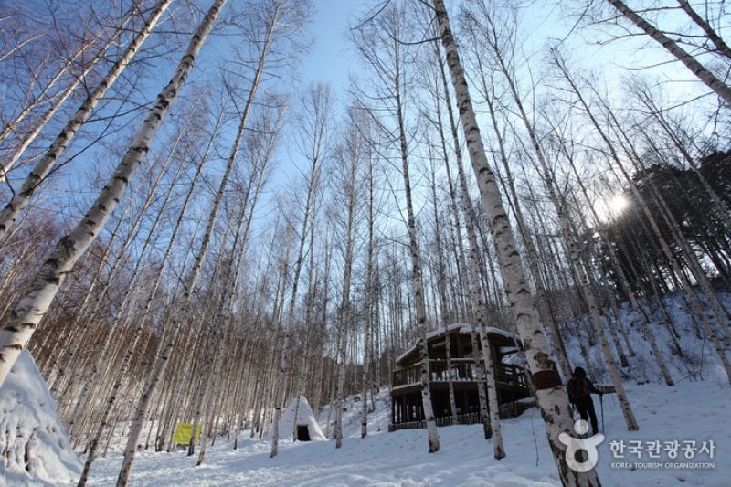 Wondae-ri Birch Forest  (10/27)