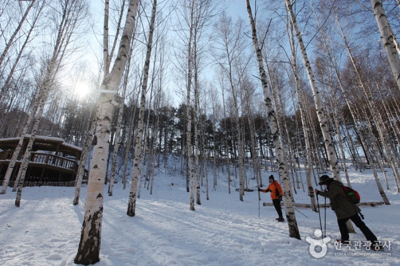 Wondae-ri Birch Forest  (11/27)