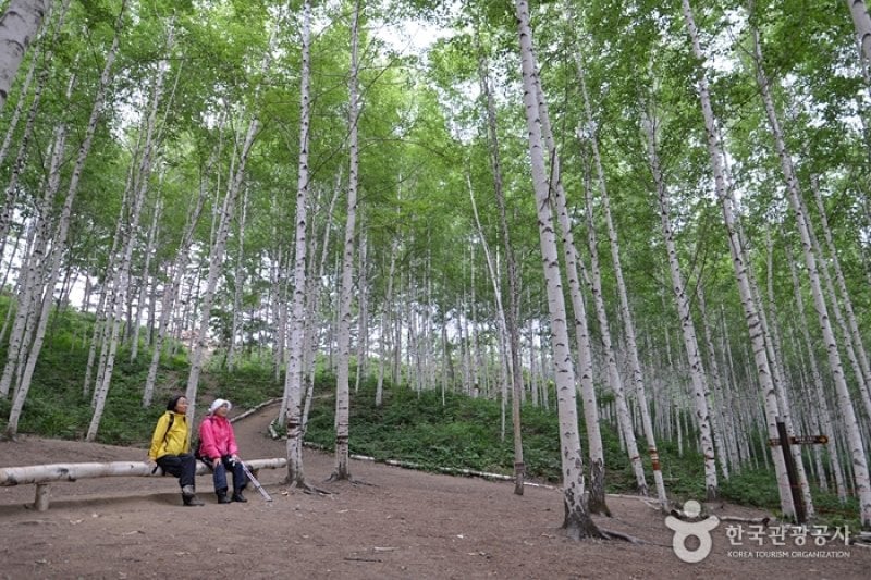 Wondae-ri Birch Forest  (12/27)