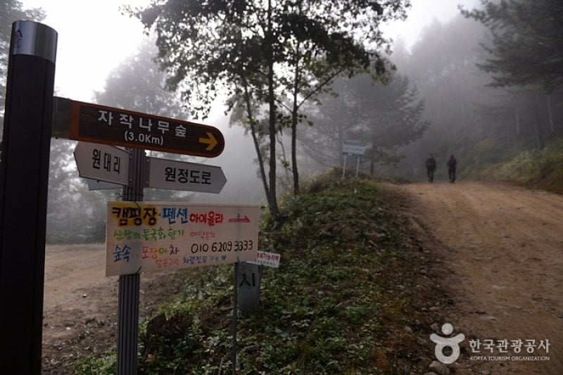 Wondae-ri Birch Forest  (14/27)