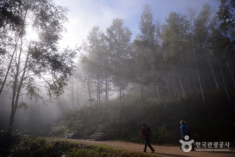 Wondae-ri Birch Forest  (15/27)