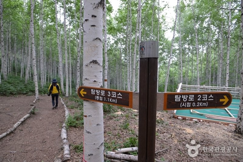 Wondae-ri Birch Forest  (16/27)