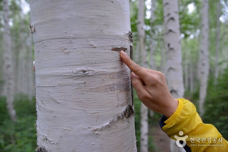 Wondae-ri Birch Forest  (17/27)