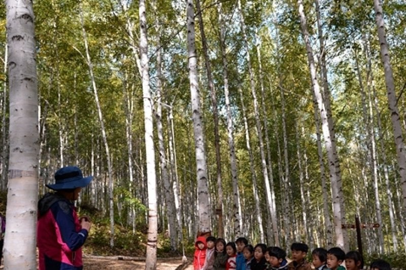 Wondae-ri Birch Forest  (18/27)