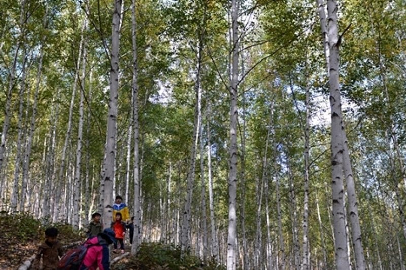 Wondae-ri Birch Forest  (19/27)