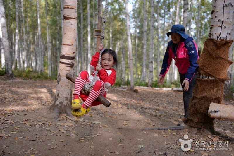 Wondae-ri Birch Forest  (20/27)