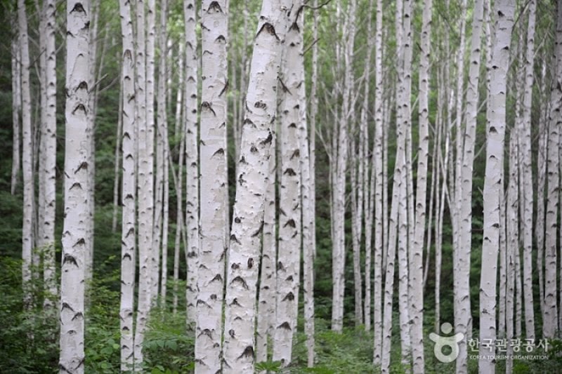Wondae-ri Birch Forest  (21/27)