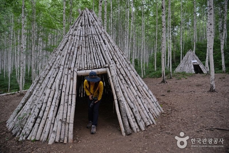 Wondae-ri Birch Forest  (22/27)