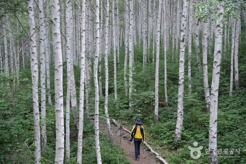 Wondae-ri Birch Forest  (23/27)