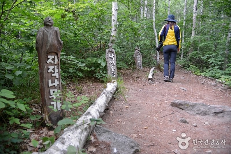 Wondae-ri Birch Forest  (24/27)