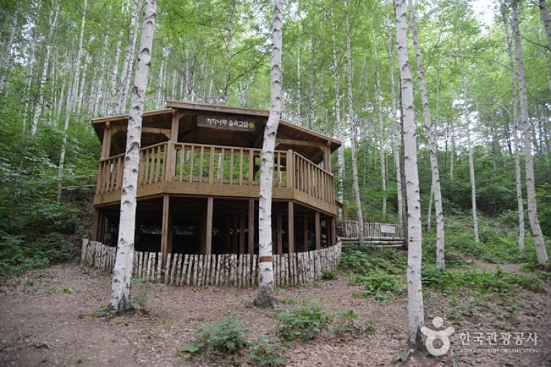 Wondae-ri Birch Forest  (25/27)