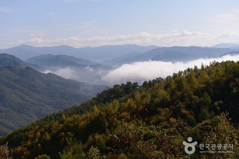 Wondae-ri Birch Forest  (26/27)