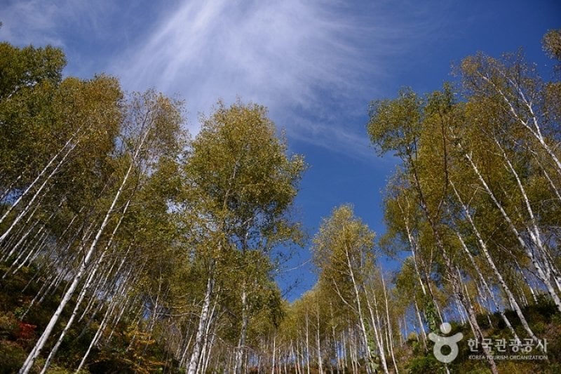 Wondae-ri Birch Forest  (27/27)