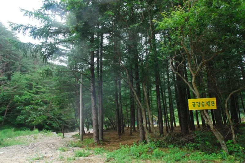 Uljin Geumgang Pine Trail  (2/7)