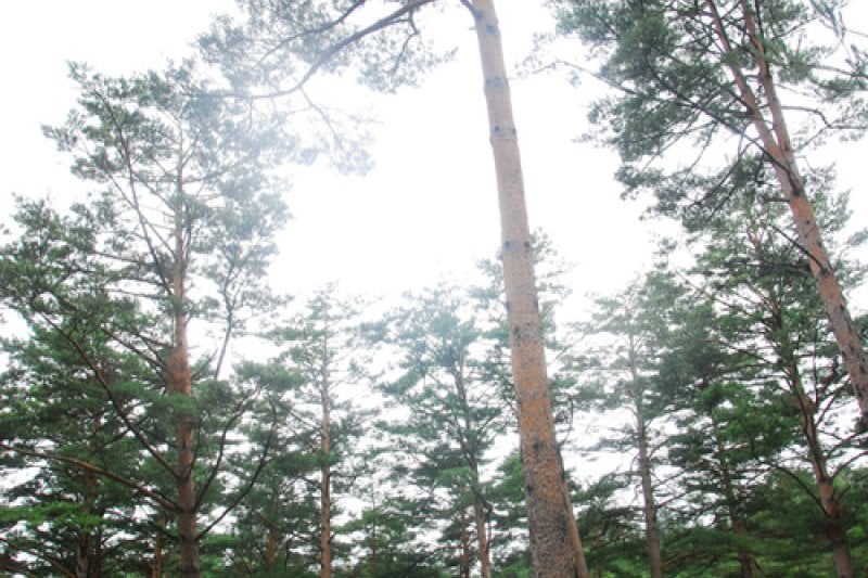 Uljin Geumgang Pine Trail  (3/7)
