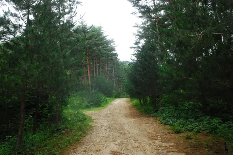 Uljin Geumgang Pine Trail  (4/7)