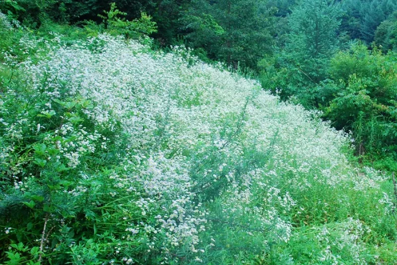 Uljin Geumgang Pine Trail  (5/7)