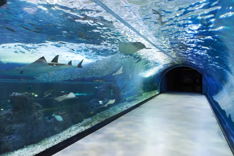 Hanwha Aqua Planet Jeju  (8/8)
