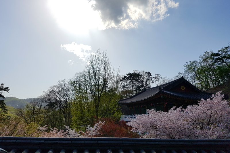 Bogwangsa Temple  (45/49)