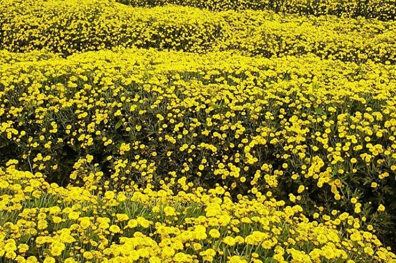 Seosan Chrysanthemum Festival  (1/8)