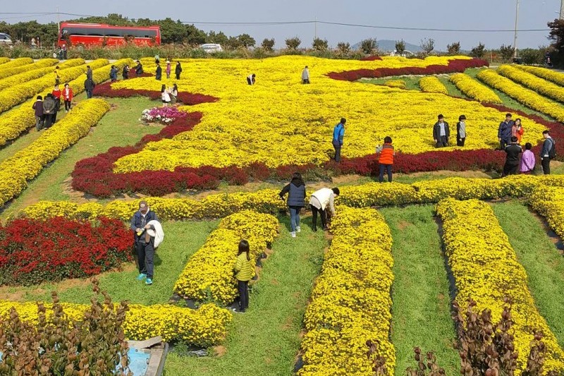 Seosan Chrysanthemum Festival  (2/8)