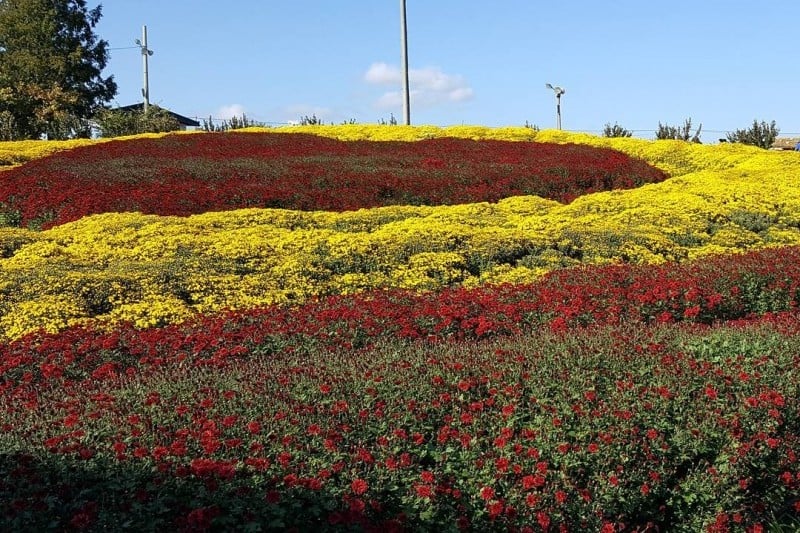 Seosan Chrysanthemum Festival  (3/8)