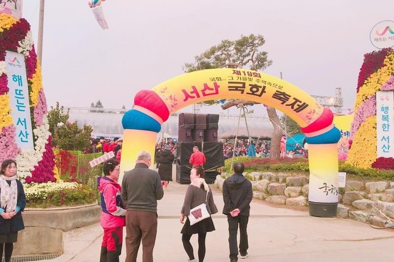 Seosan Chrysanthemum Festival  (4/8)