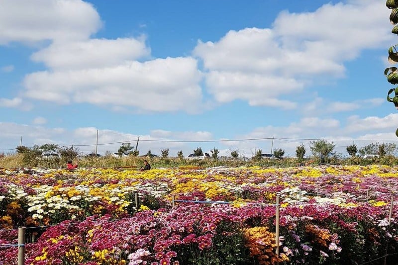 Seosan Chrysanthemum Festival  (5/8)