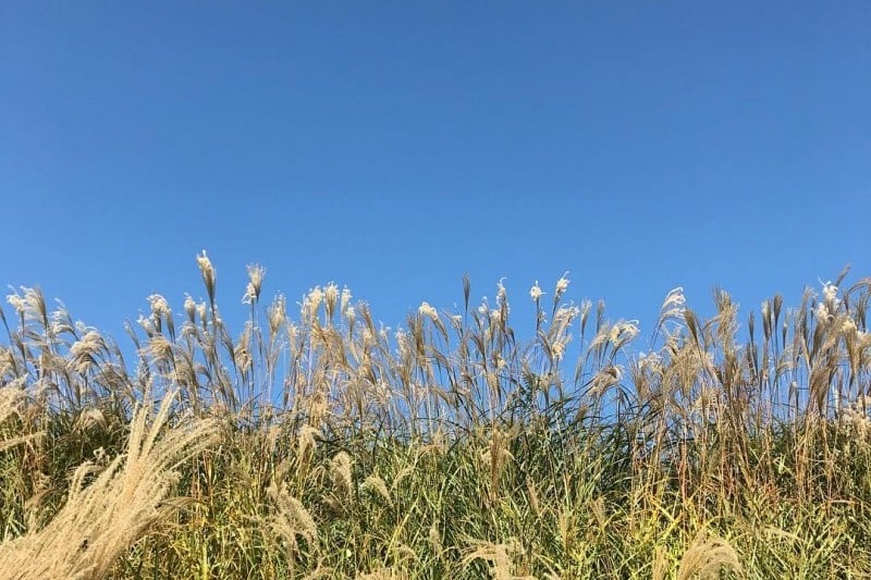 Seosan Chrysanthemum Festival  (6/8)