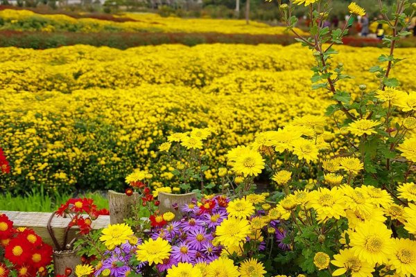 Seosan Chrysanthemum Festival