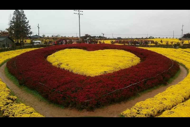 Seosan Chrysanthemum Festival  (8/8)
