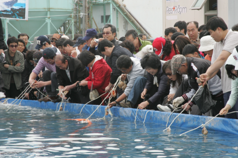 Seocheon Camellia Octopus Festival  (1/16)