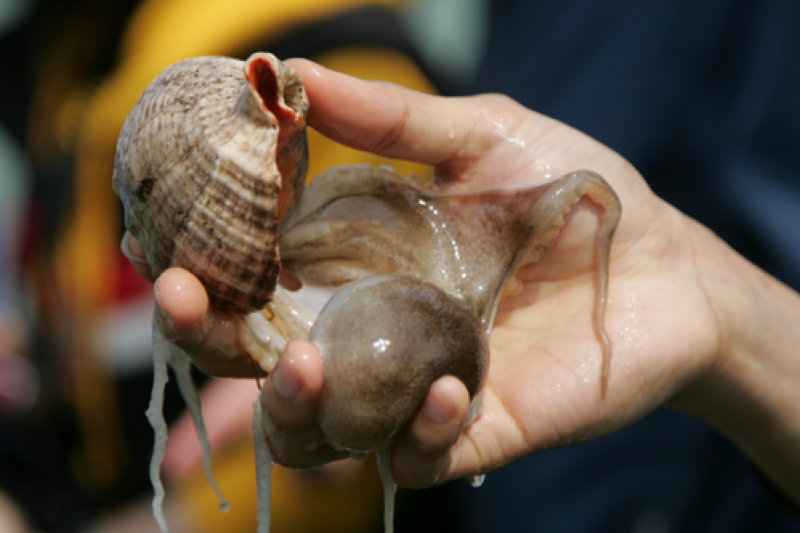 Seocheon Camellia Octopus Festival  (3/16)